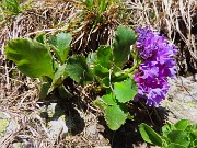 27 Primula hirsuta (Primula irsuta)